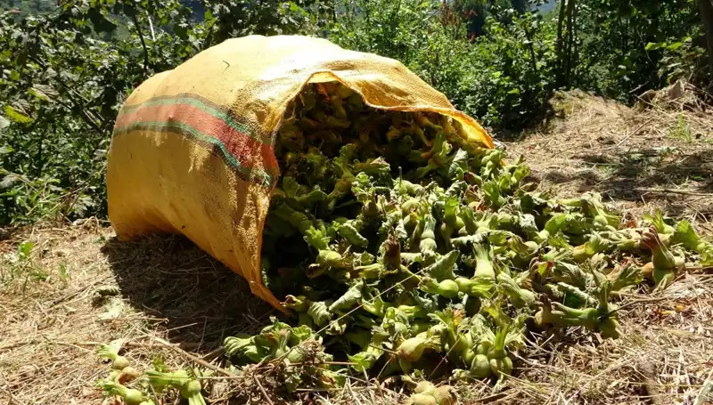 Giresun'da Fındık Hasadı Başladı: Üreticiler Harekete Geçti