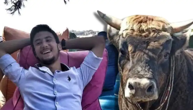 Aydın'da Güreş Boğası Hayatını Kaybetti: Sadece Bir Hayvan Değil, Aile Üyesiydi
