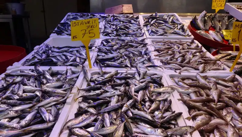 Balık Sezonunun Sona Erişi: Balık Mürekkep Peşinde Ne Beklemeli?