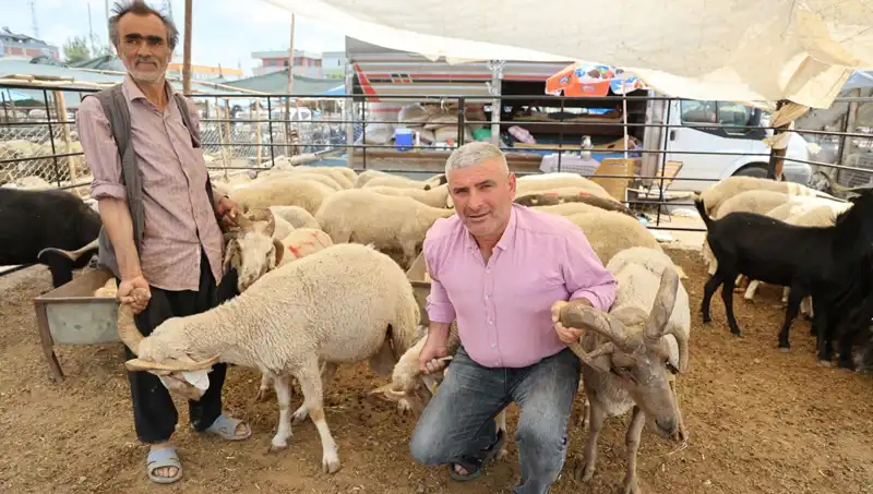 Kurban Pazarı Yılın Hiti: Dört Boynuzlu Koçlar İlgi Odağı Oldu
