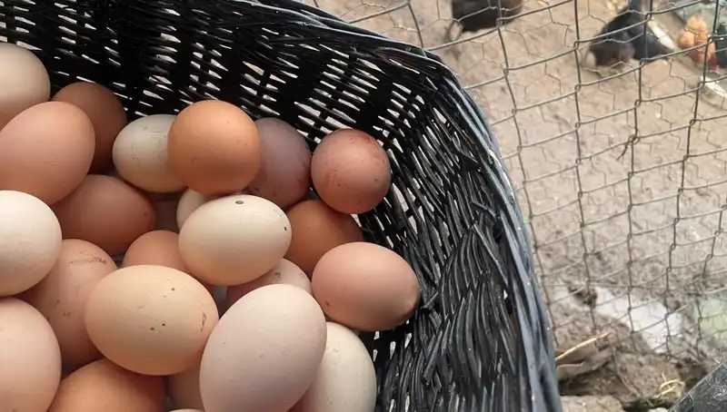 Okulların Açılmasıyla Gelen Fırsat: En Ucuz Protein Kaynağı
