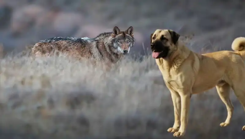 Kangal Köpeğine Olan Talep, Artan Kurt Popülasyonu ile Yükseliyor