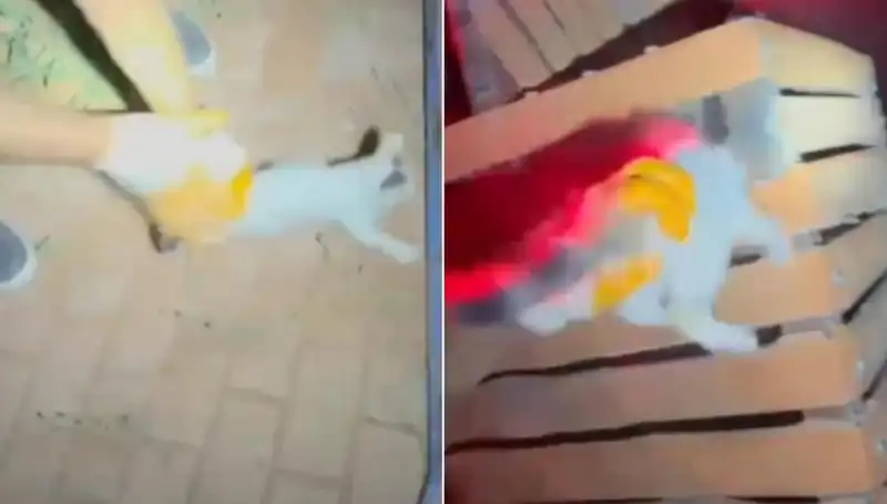 Gece Yarısı İtfaiye Ekibi, 10 Saat Süren Kedi Kurtarma Operasyonu Gerçekleştirdi