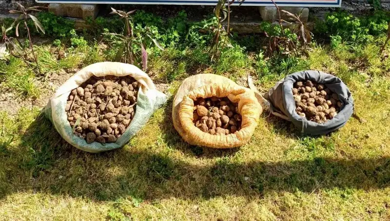 Salep Toplayıcıları Ormanda Yakalandı: 10 Kilo Kayıt Dışı Salep Ele Geçirildi