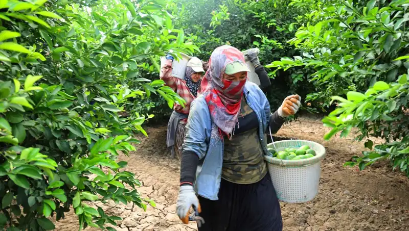 Fiyatları Sarsan Gelişme: Marketlerdeki Ürünlerin Kilosu 150 Lirayı Geçti!