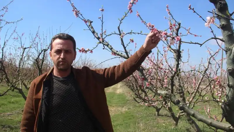 Baharın Müjdecisi Çiçek Açan Ağaçlara Don Vurdu, Neler Olacak?