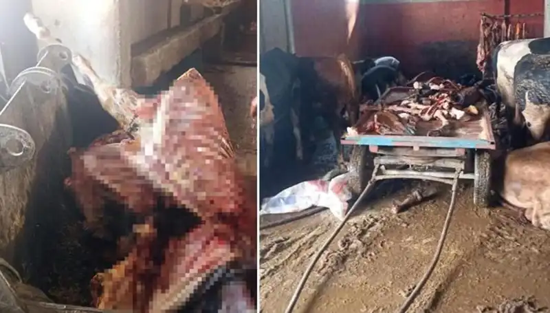 Adana'da Korkunç Bir Skandal: 2,5 Ton At Eti Ele Geçirildi!