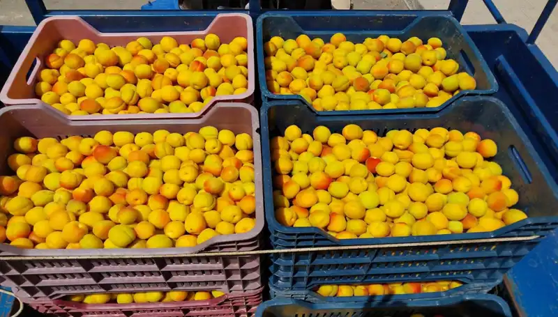 İlk Hasat: Tarımda Yeni Bir Dönem Başladı ve 500 TL'den Alıcı Buldu