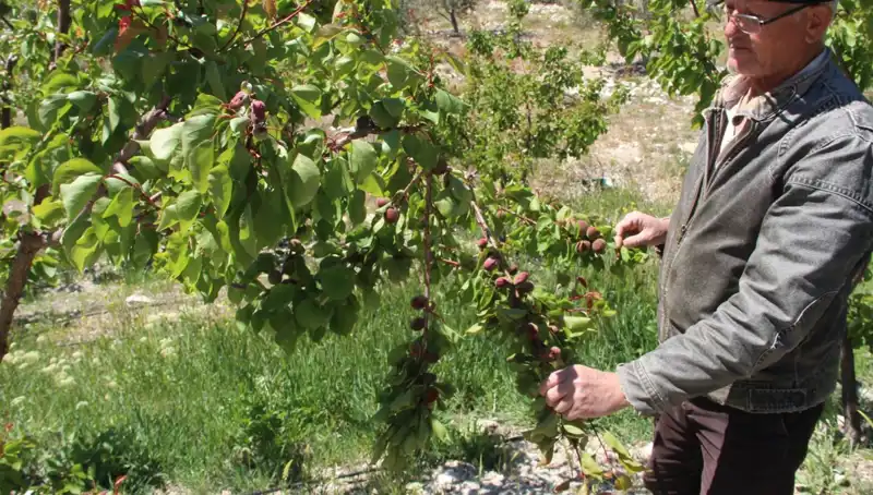 Türkiye'nin Sofralık Kayısı Üretim Merkezinde Zarar Yüzde 30’a Vardı!