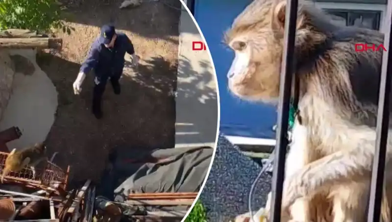 Muğla'da Eğlenceli Maymun Kovalamacası: Mahalleli Neler Yaşadı?