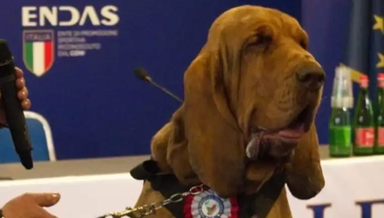 Arama Köpeğine Suikast: Çivili Sosisle Saldırı Şok Etti